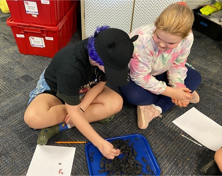 Students use tweezers to collect plastic ants out of the mulch  